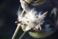 Common milkweed seed plant in a gentle breeze.