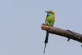 Green Bee-Eater Merops orientalis perched on branch. Royalty Free Stock Photo