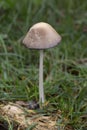 Like other coprinoid mushrooms, Coprinopsis atramentaria has gills that turn black and eventually liquefy, creating an ink