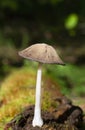 Like other coprinoid mushrooms, Coprinopsis atramentaria has gills that turn black and eventually liquefy, creating an ink