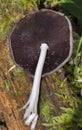 Like other coprinoid mushrooms, Coprinopsis atramentaria has gills that turn black and eventually liquefy, creating an \