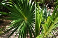 Like a pinwheel, the leaves of this healthy Dwarf Palmetto fan in all directions. - Mexico Royalty Free Stock Photo