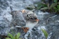 Like a Rock: Arctic Tern Chick Royalty Free Stock Photo