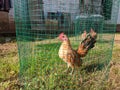 Indonesian serama chicken chicks Royalty Free Stock Photo