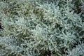 Like silver corals miniature plants of Santolina chamaecyparissus Gray. Gentle serene background.
