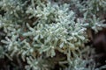 Like silver corals miniature plants of Santolina chamaecyparissus Gray.