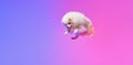 Like snowball. Fluffy white pomeranian Spitz, doggy or pet flying isolated over gradient pink-purple background in neon