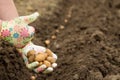 Like to grow and to plant. Sccess with planting potatoes Royalty Free Stock Photo