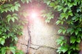 Plants climb the wall