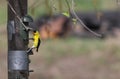 Lone gold finch on niger feeder Royalty Free Stock Photo