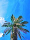 Like you& x27;re in Hawaii blue sky palm tree beautiful sky