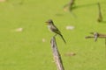 Likely eastern wood-peewee but possibly a flycatcher species calling on top of a fallen tree branch in a mucky pond in the flood Royalty Free Stock Photo