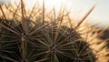 Is likely an Echinocactus species often found in arid environmen Royalty Free Stock Photo