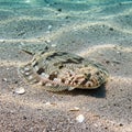 Likely a flounder from the family Pleuronectidae, resting on a sandy Royalty Free Stock Photo