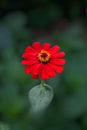 Liky flower with red color bloom Royalty Free Stock Photo