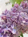 Lila beauty lilac flowers and sunshine