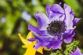 Purple flower closeup with free space Royalty Free Stock Photo