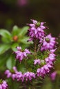 Purple flower closeup with waterdrops