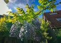 Lila colored flowers of Wisteria sinensis