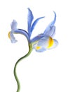 Lila iris flower Royalty Free Stock Photo