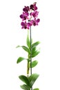 Lila orchid