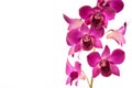 Lila orchid