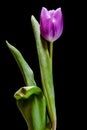 Lila tulips