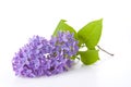 Lilac Royalty Free Stock Photo