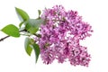 Lilac Royalty Free Stock Photo