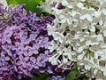 Lilac. All types of lilac differ in beautiful colors, which is why they are bred in gardens.