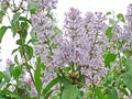 Lilac. All types of lilac differ in beautiful colors, which is why they are bred in gardens.