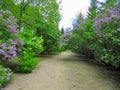 Lilac Alley in the Manor-Museum of composer Rachmaninoff