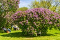 Lilac alley at Montreal Botanical Garden