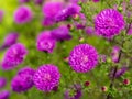 Aster alpinus flowers