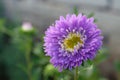 Lilac aster flower close up. One beautiful aster