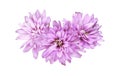 Lilac aster flowers in a floral waved arrangement