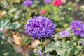 Lilac Aster on a natural background