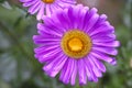 Lilac aster after rain