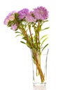 Lilac asters in glass vase Royalty Free Stock Photo