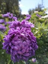 Lilac asters in the sun's rays Royalty Free Stock Photo