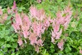 Lilac Astilbe flowers false goat`s beard. Queen ALexandra variety, hybrid. Russian Far East.