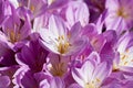 Lilac autumn crocus flowers blooming in the garden Royalty Free Stock Photo