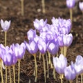 Lilac autumn crocus flowers blooming in the garden. Royalty Free Stock Photo
