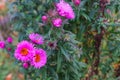 Lilac autumn flowers, soft focus. Bright autumn flower background. Purple Aster bloom, blue flowers Royalty Free Stock Photo