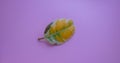 On a lilac background lies a fallen ficus leaf. Home flowers