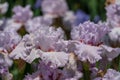 Lilac bearded iris flower close up Royalty Free Stock Photo