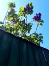 Lilac. Beautiful lilac behind the fence against the blue sky with birds. Translucent leaves in the sun. Royalty Free Stock Photo