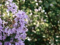 Lilac, beautiful plant. Beautiful lilac. Purple plant. Purple flowers. Plants Royalty Free Stock Photo