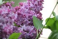 Lilac Royalty Free Stock Photo