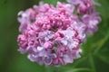 Lilac Royalty Free Stock Photo